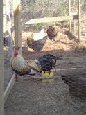 buddy our phoenix