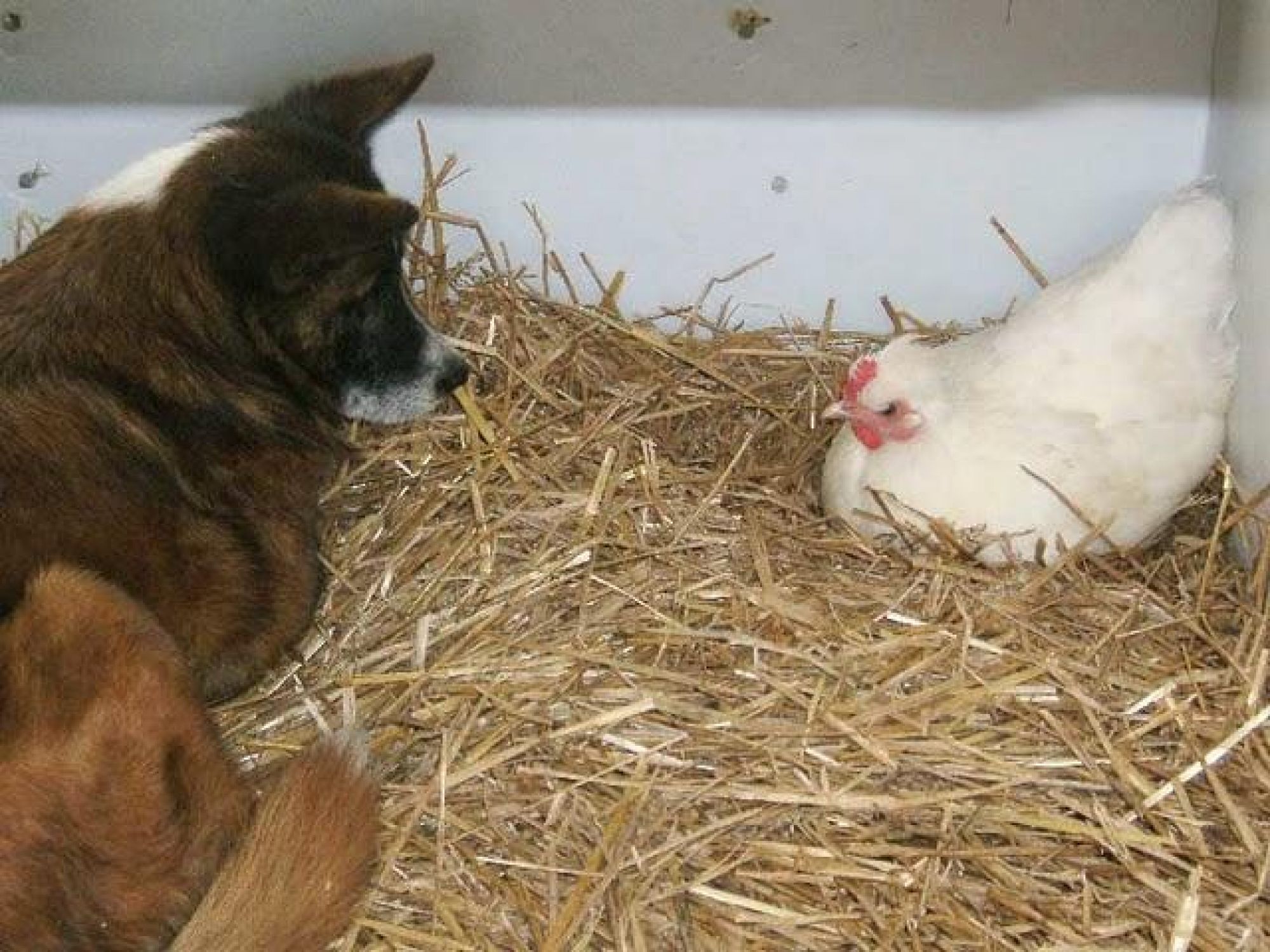 Buddy watching Whitie nest in his dog house.