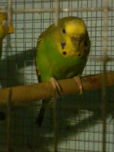 Budgie