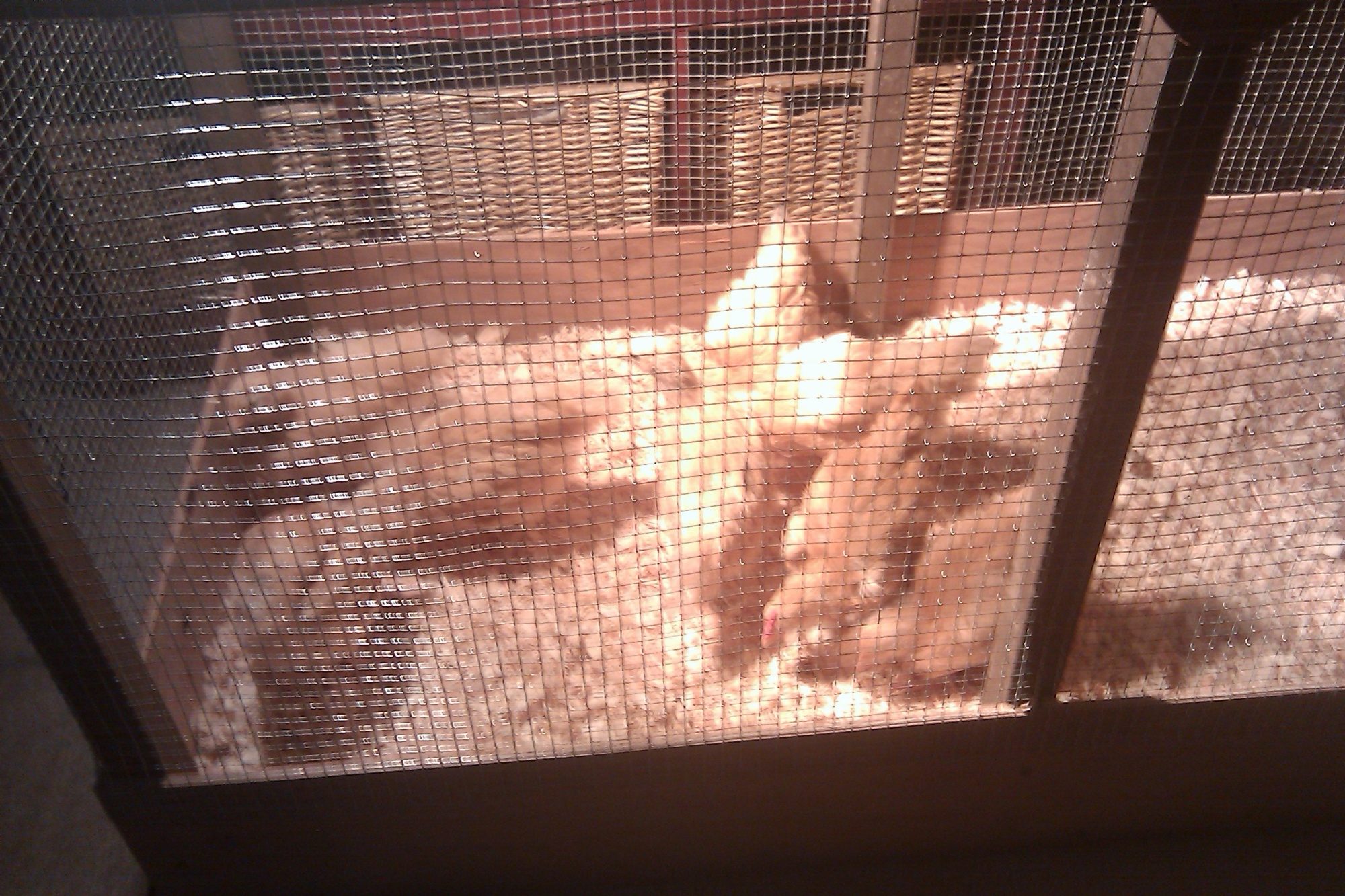 Buf Orps in the juvinal brooder on the first day, about 5 weeks old