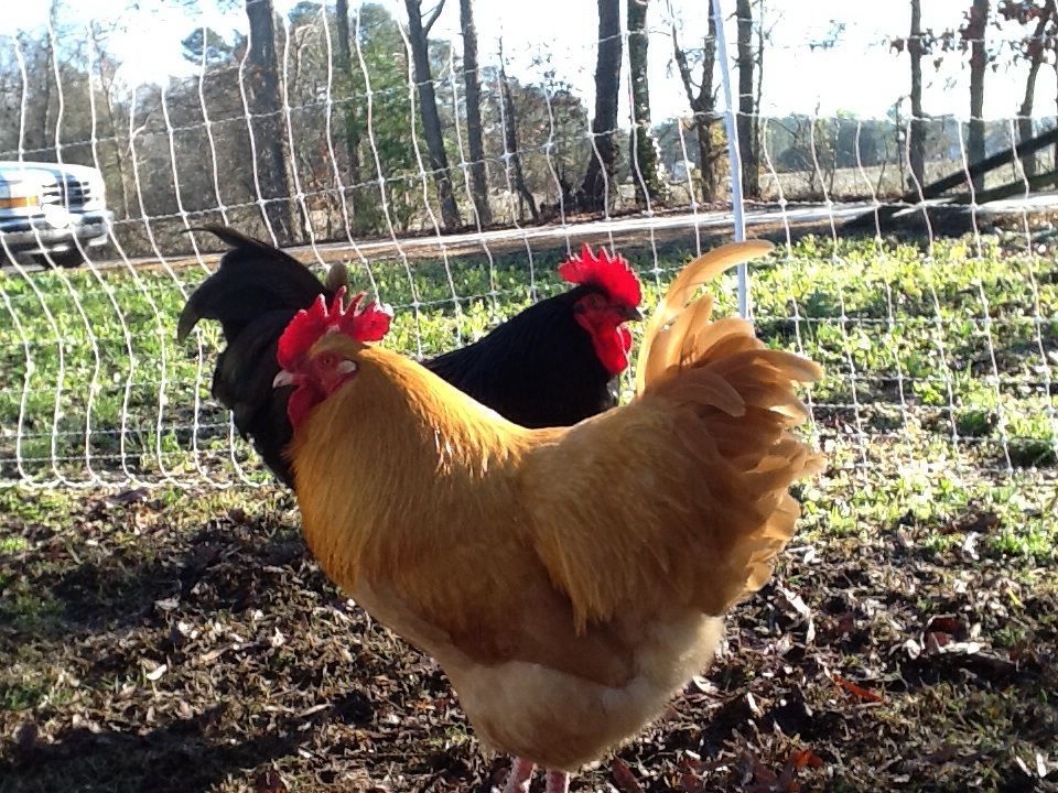 Buff, a buff Orpington rooster,