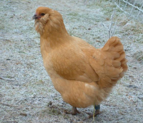 Buff Ameraucana hen named Isis