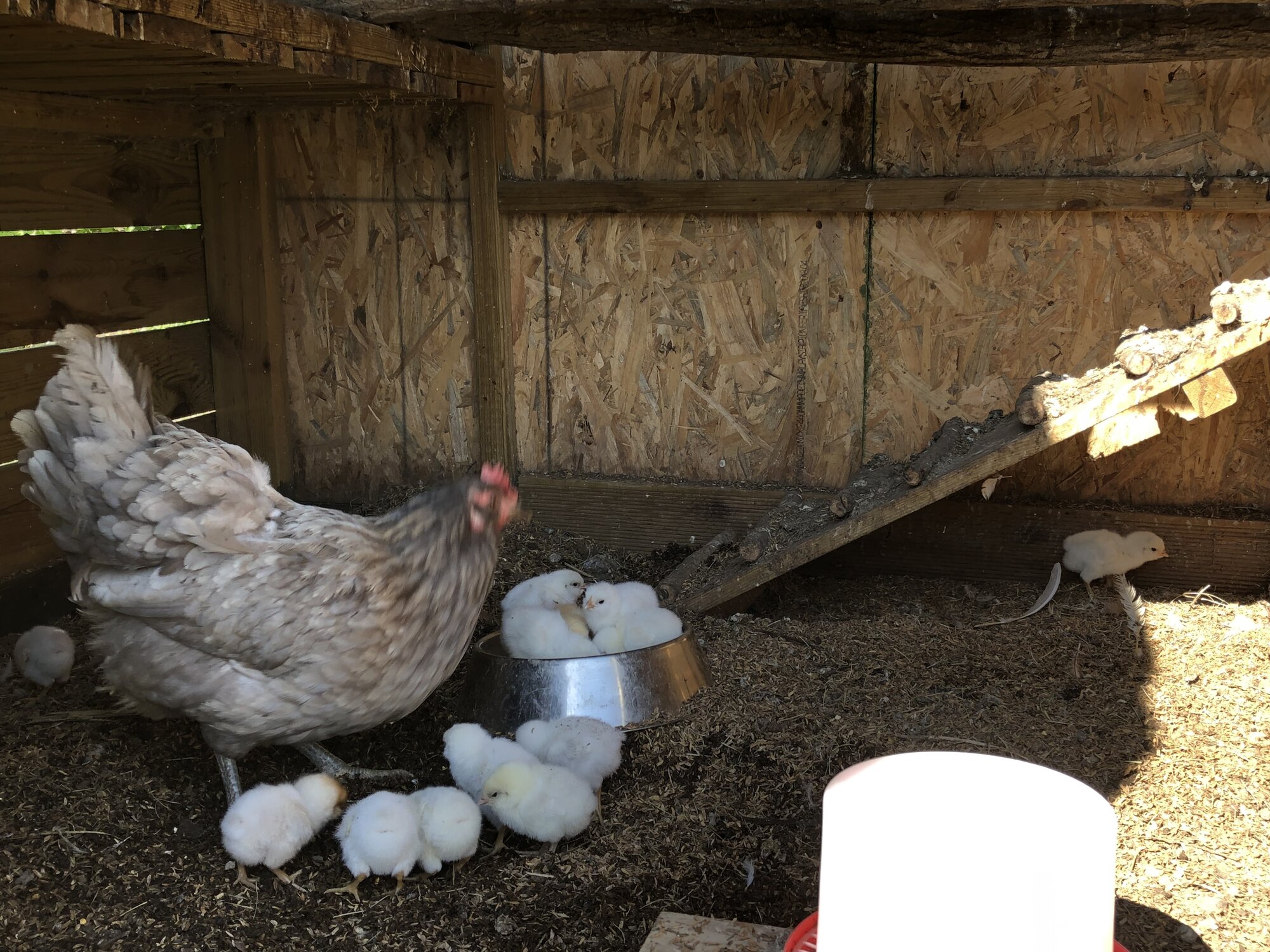 Buff ameraucana rooster * Easter egger blue hen
