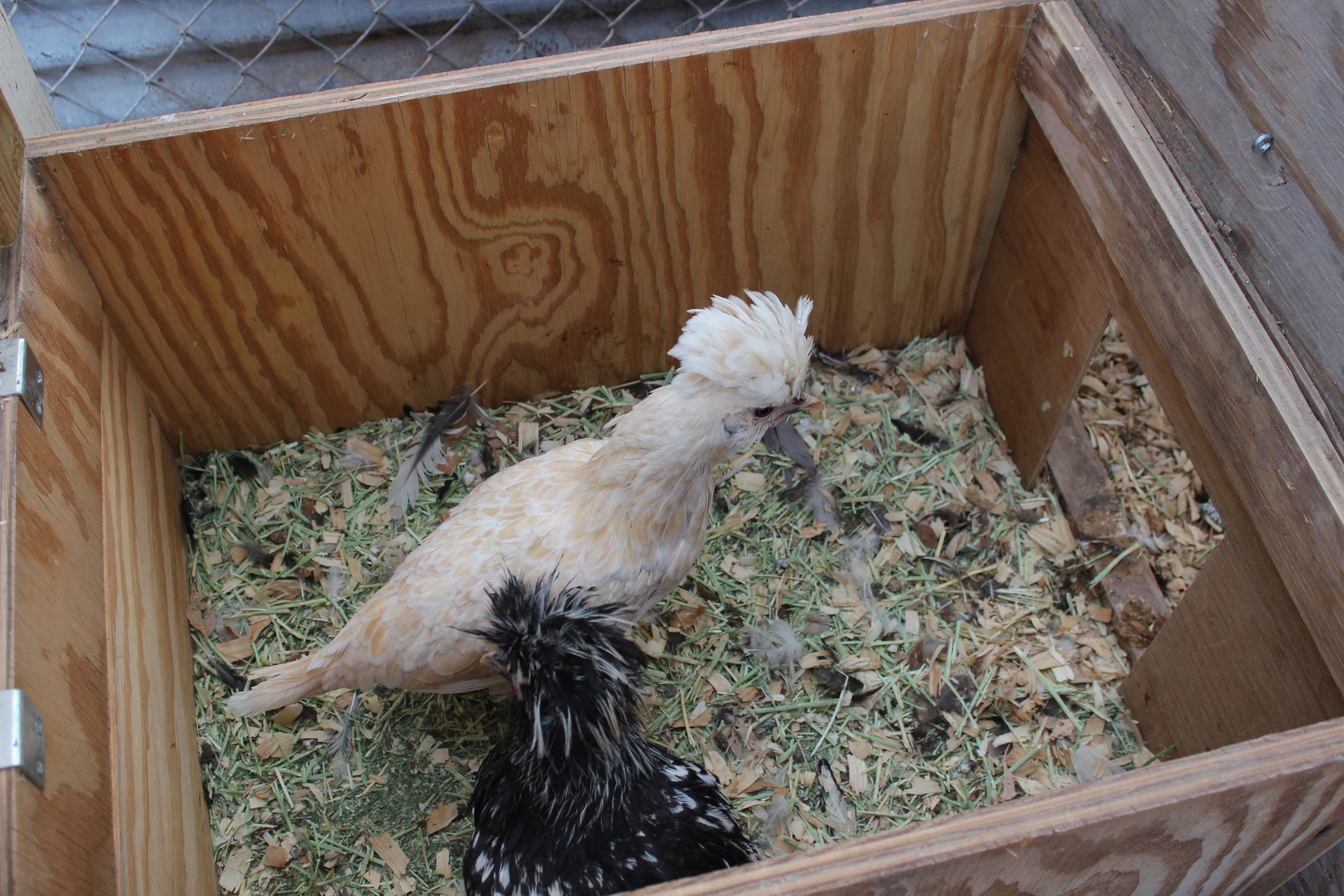 Buff and Silver-laced Cochin