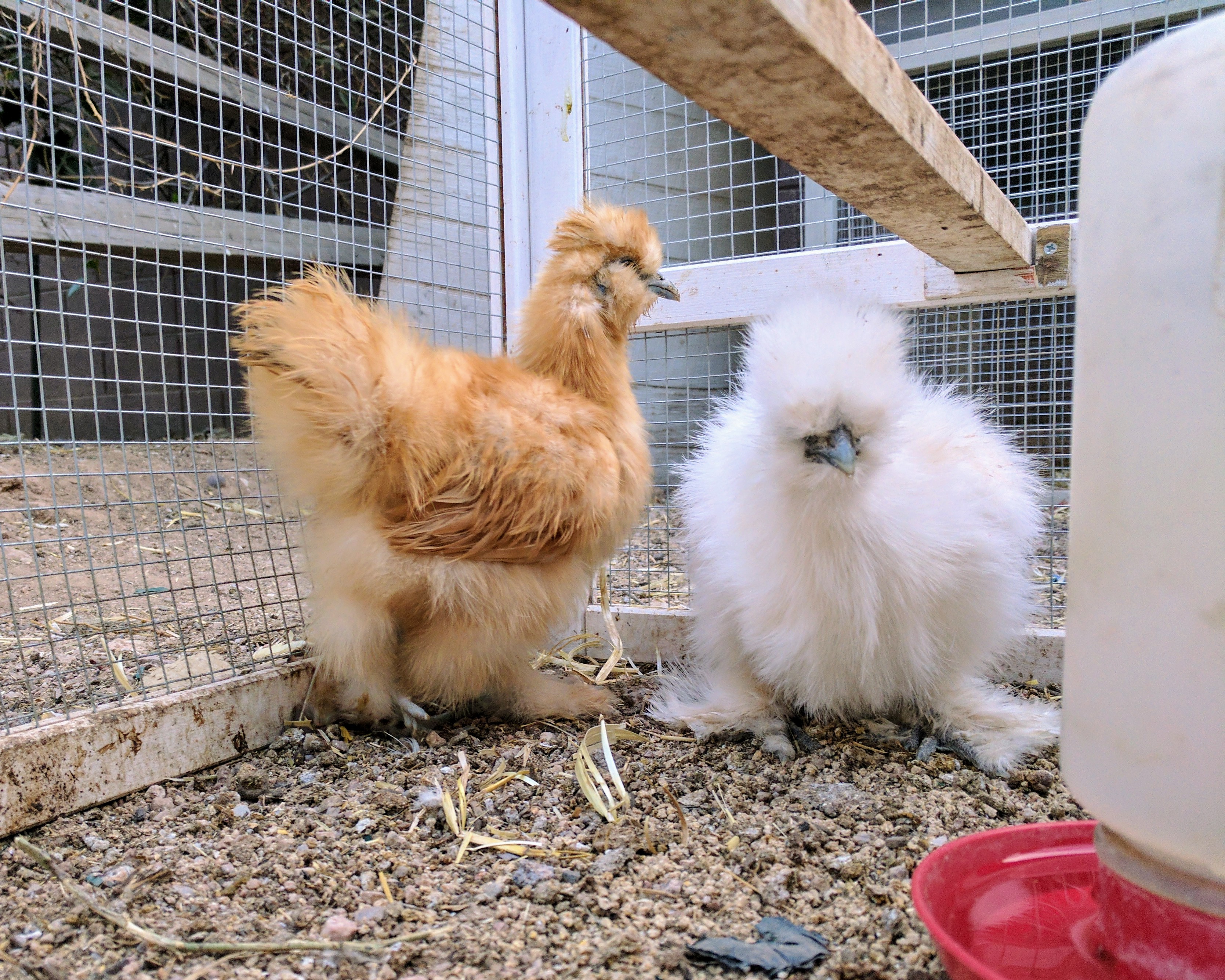 Buff and White Bantam Silkies, Approx. 8 weeks