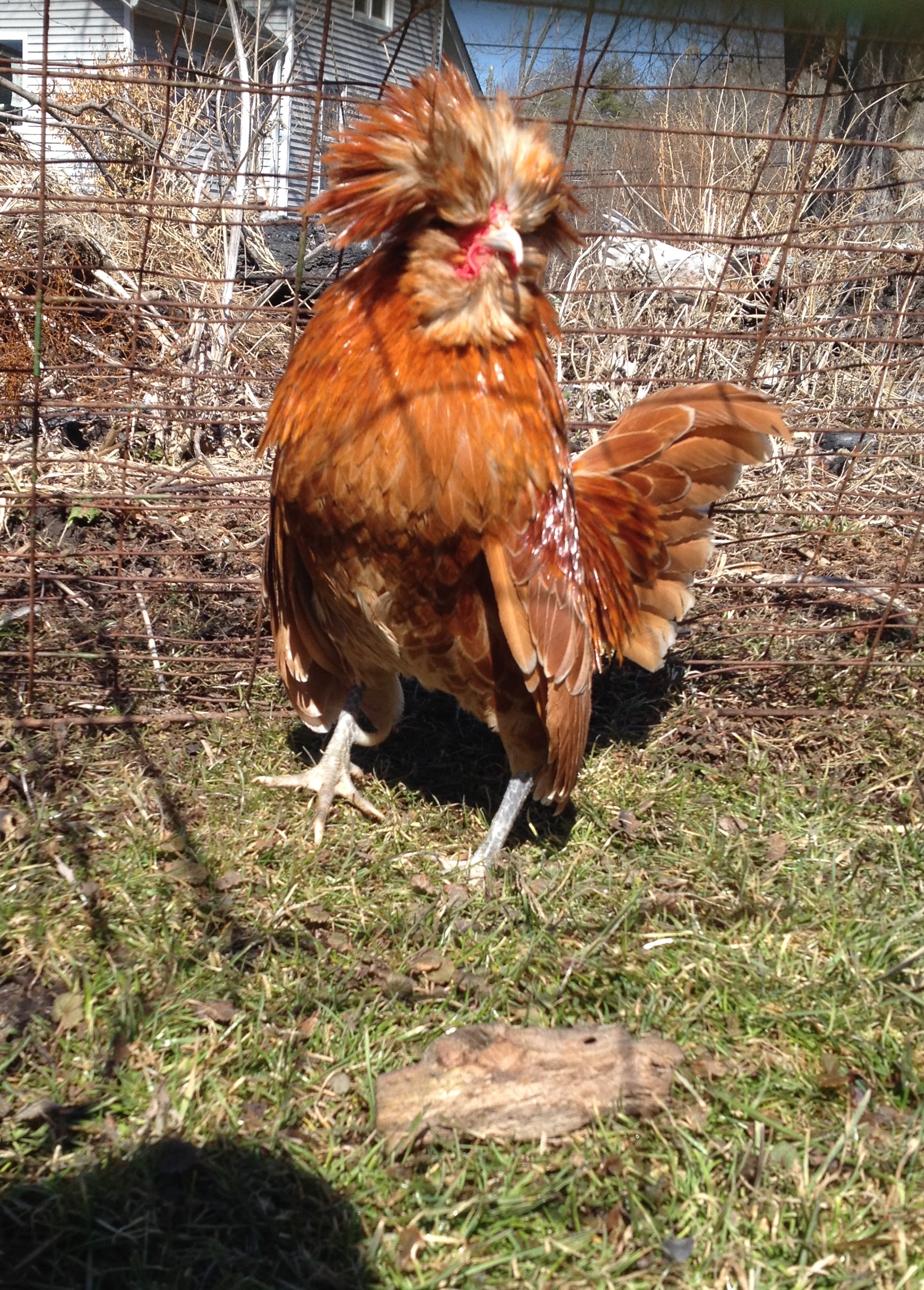 Buff Bantam Polish Roo