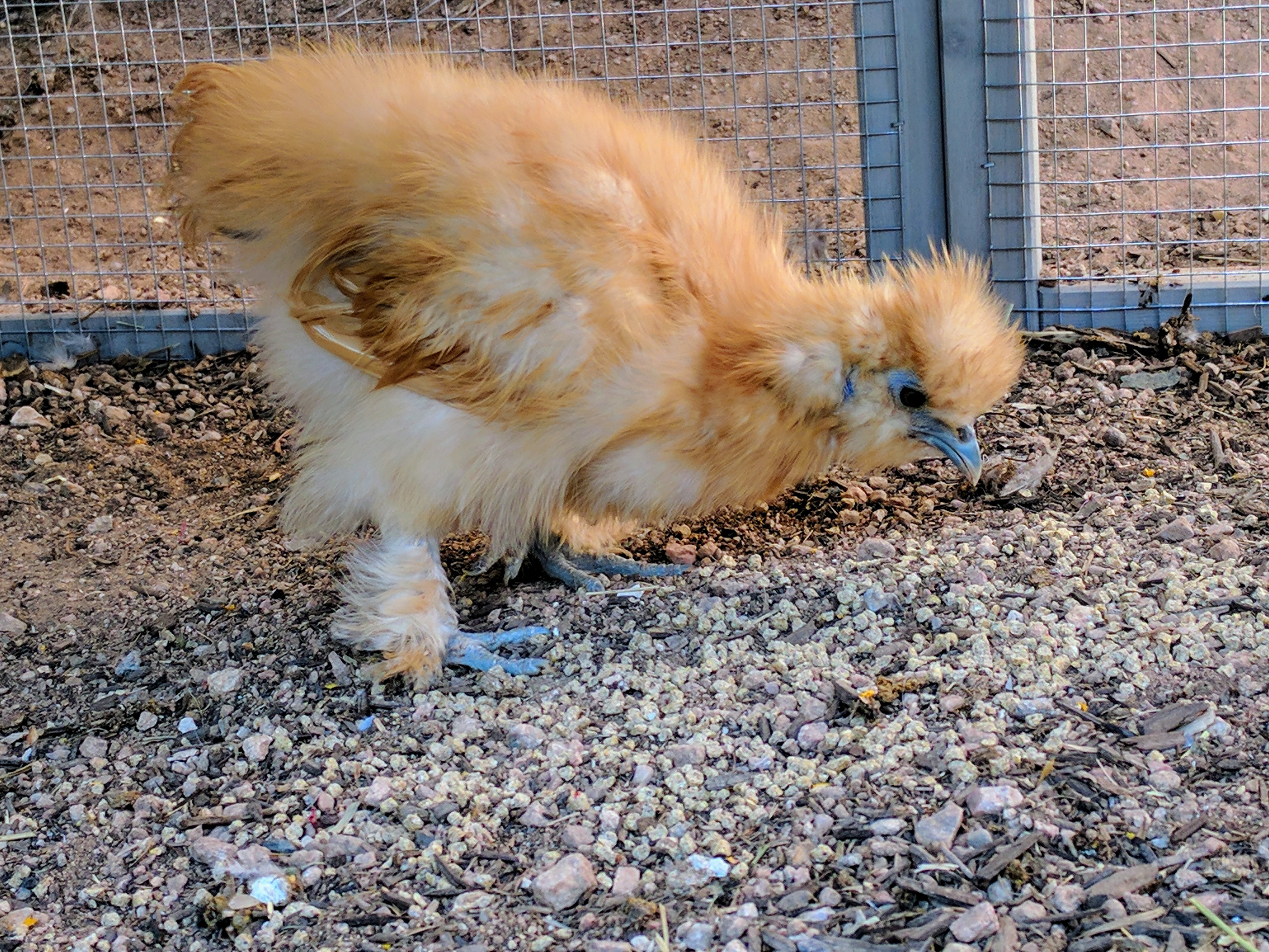 Buff Bantam Silkie approx. 5 weeks