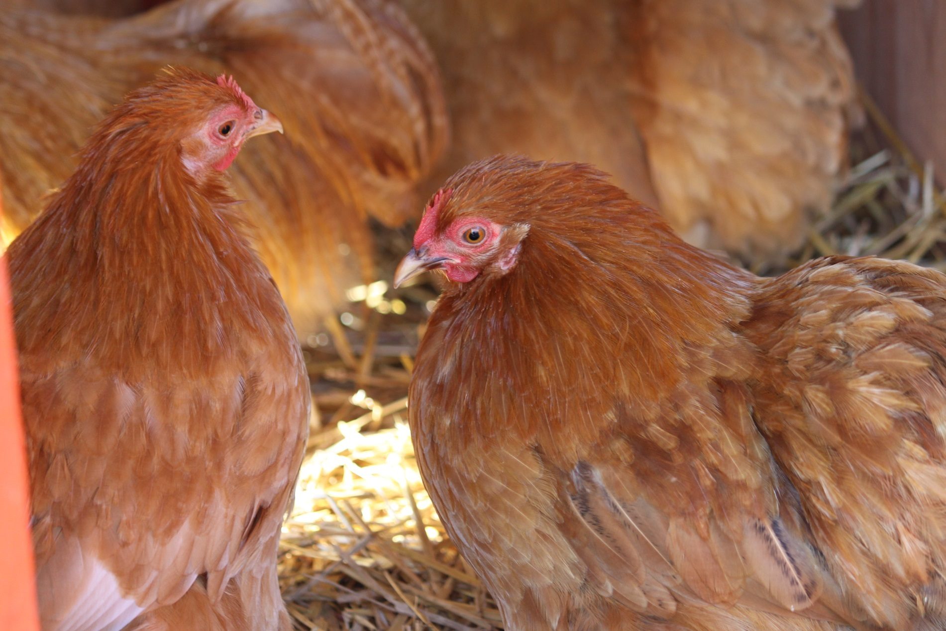 Buff Barred hens