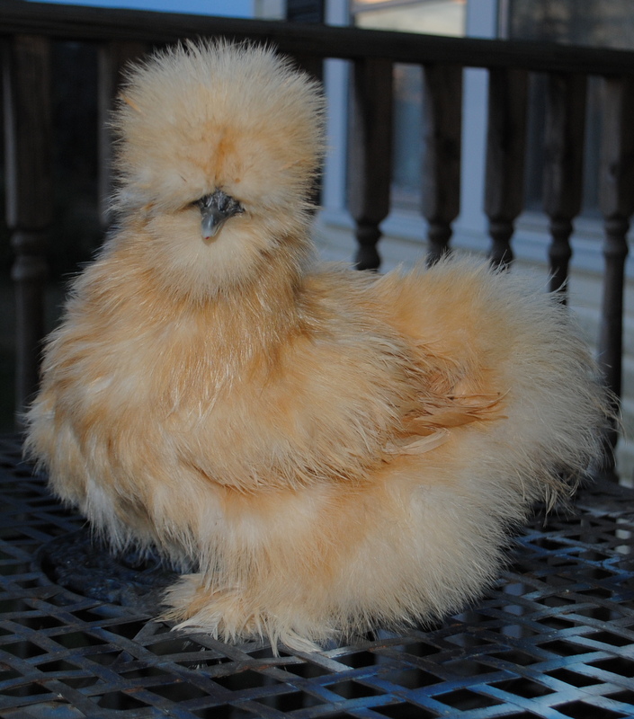 Buff bearded Silke pullet