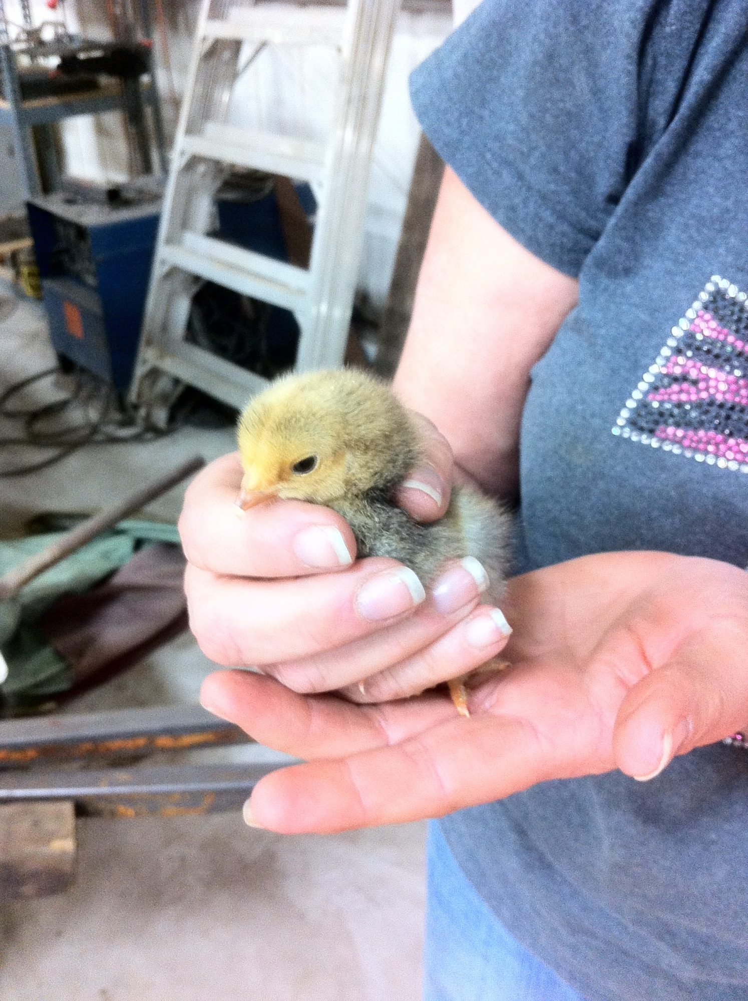Buff Brahma 1 week old.