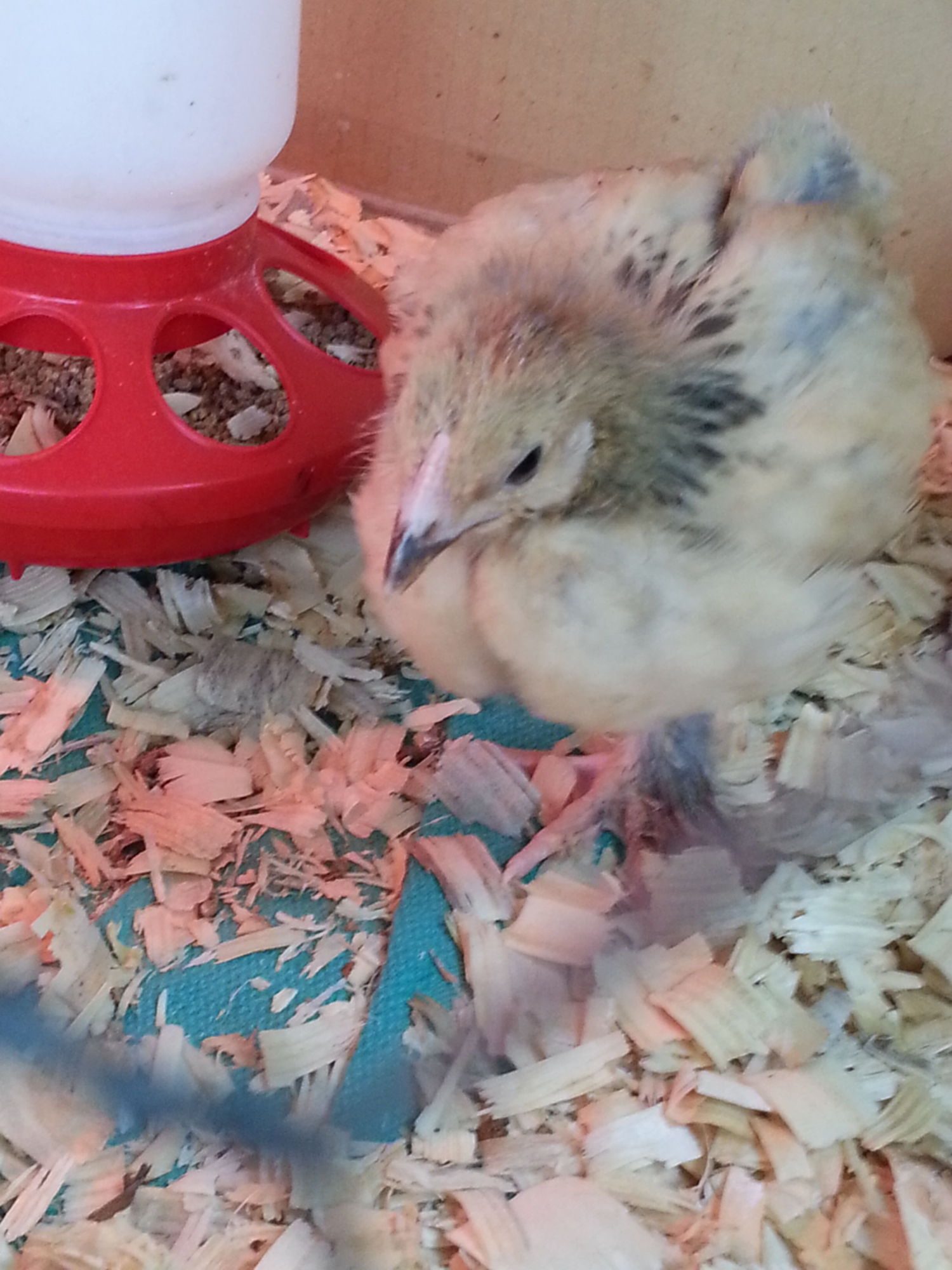 Buff Brahma 5-6weeks old