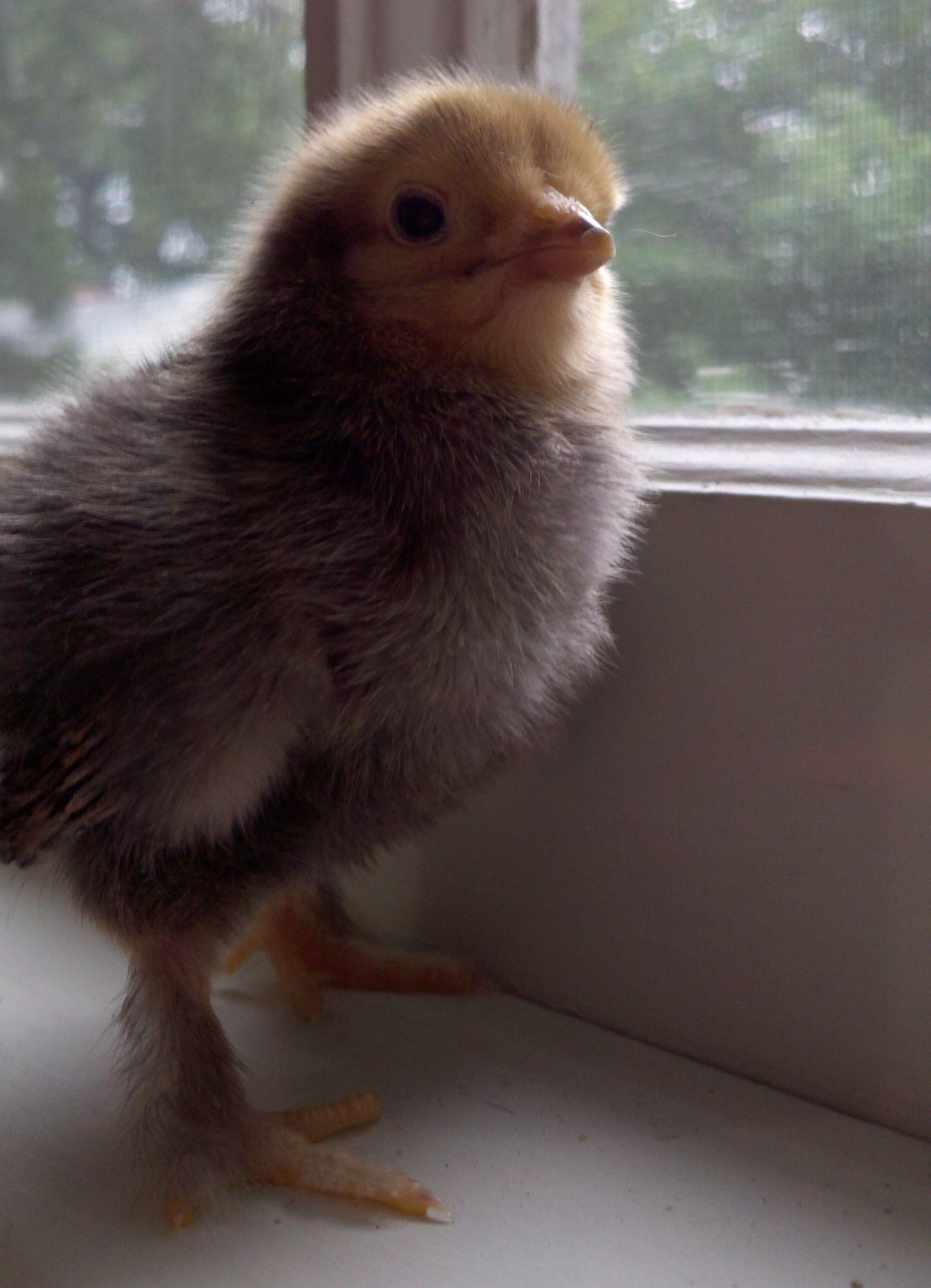 Buff brahma bantam - Bella