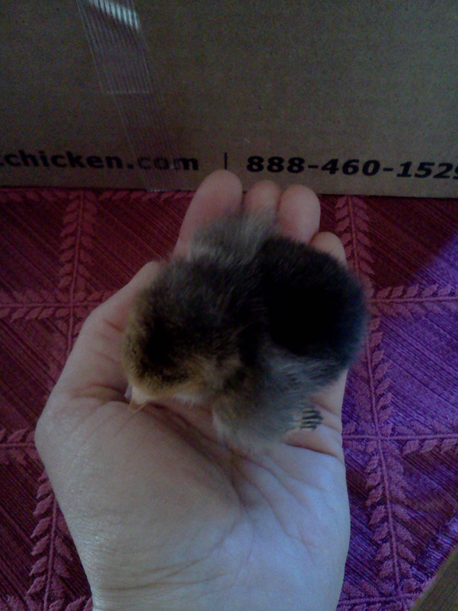 Buff Brahma Bantam, two days old.