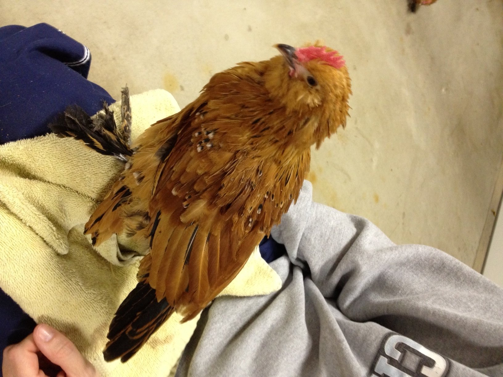 Buff Brahma Bantam