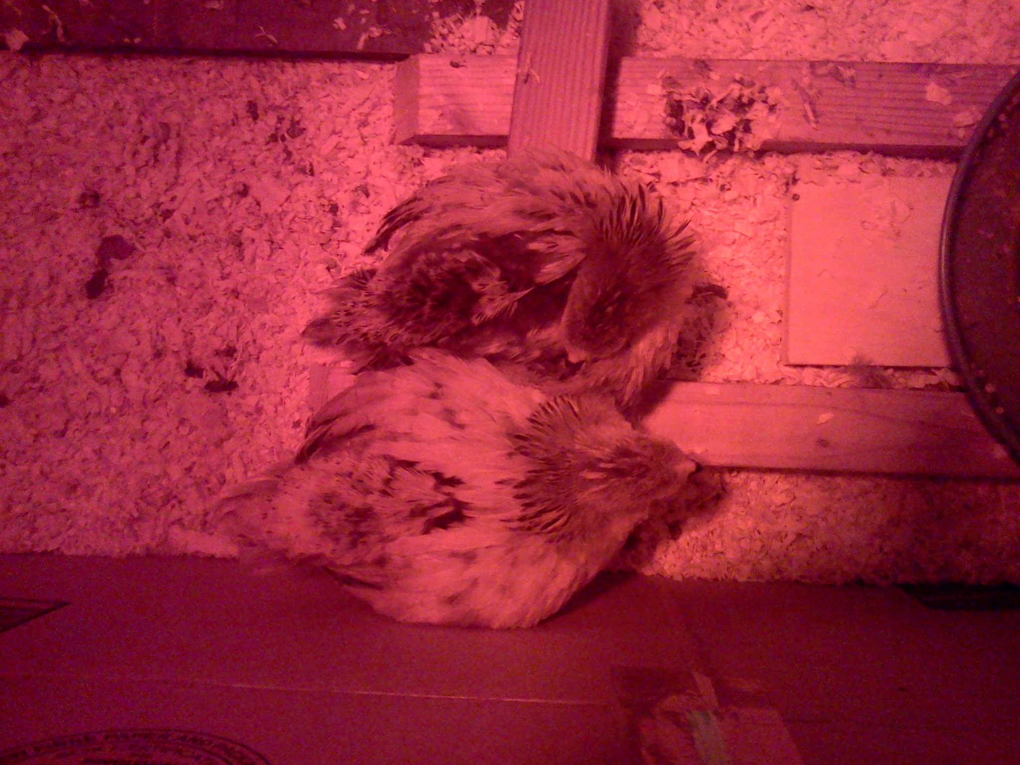 Buff Brahma Bantams.  29 days old.  We like our roosting pole!