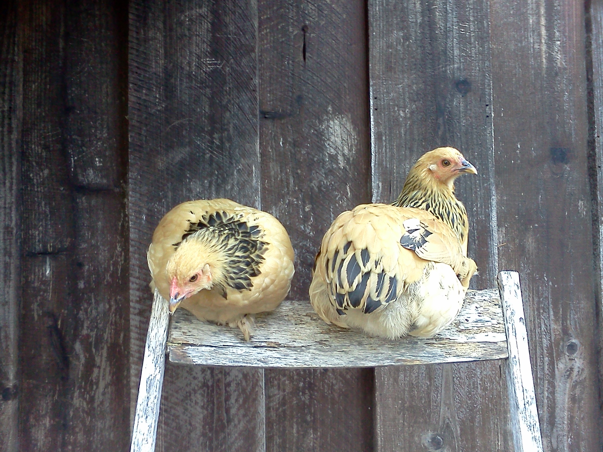 Buff Brahma Bantams, almost 14 weeks.