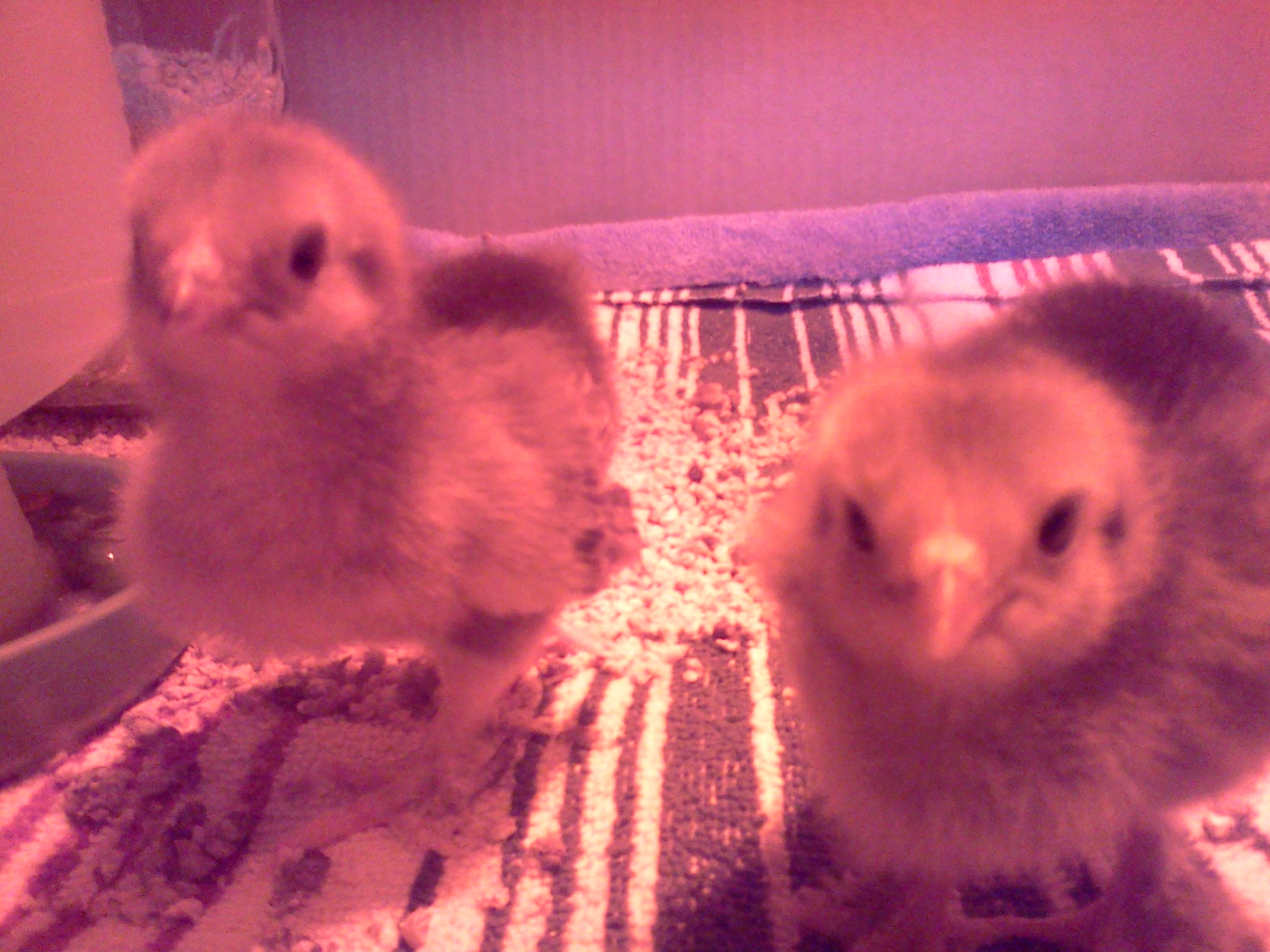 Buff Brahma Bantams, one week old.