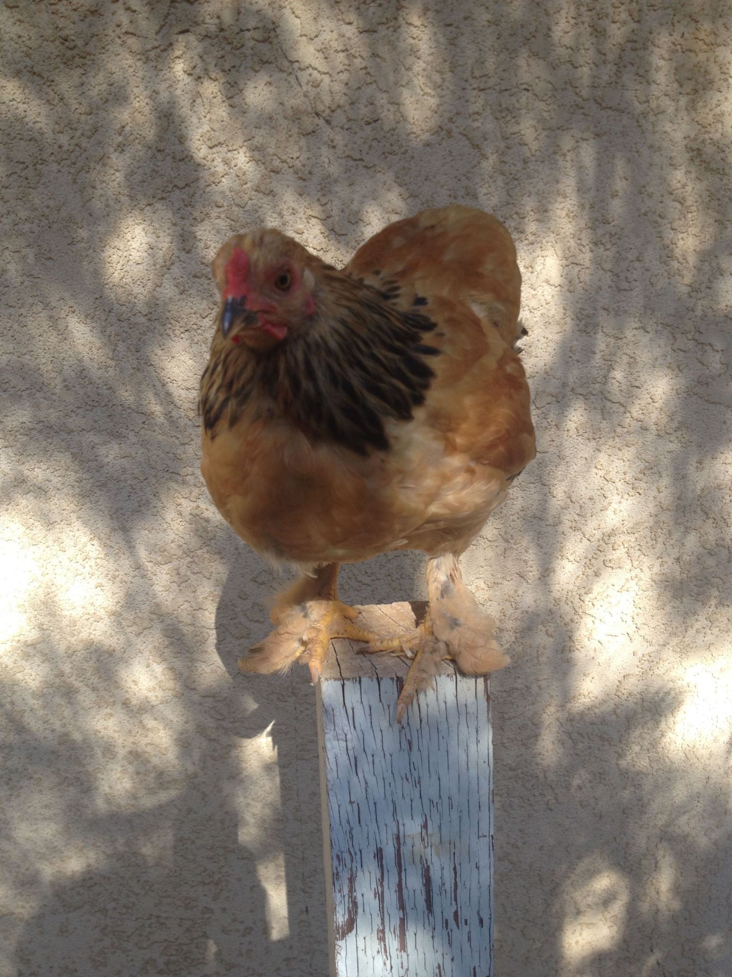 Buff Brahma Cockerel - 9 weeks old