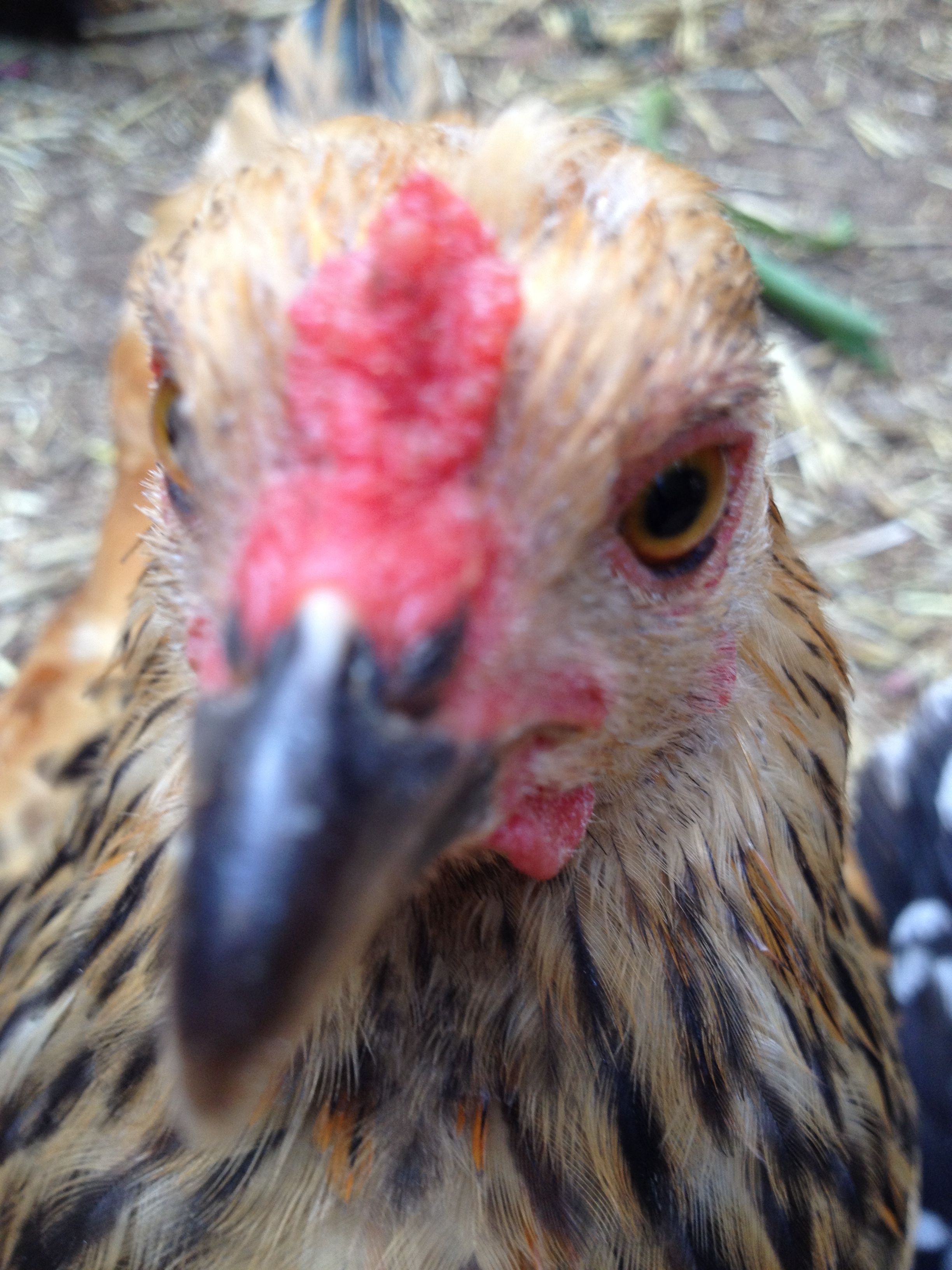 Buff Brahma Cockerel - 9 weeks old