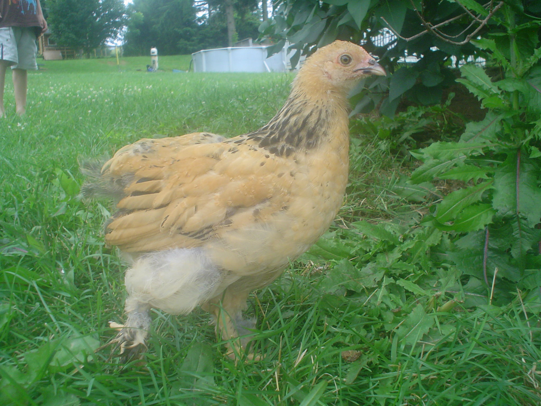 buff brahma pullet