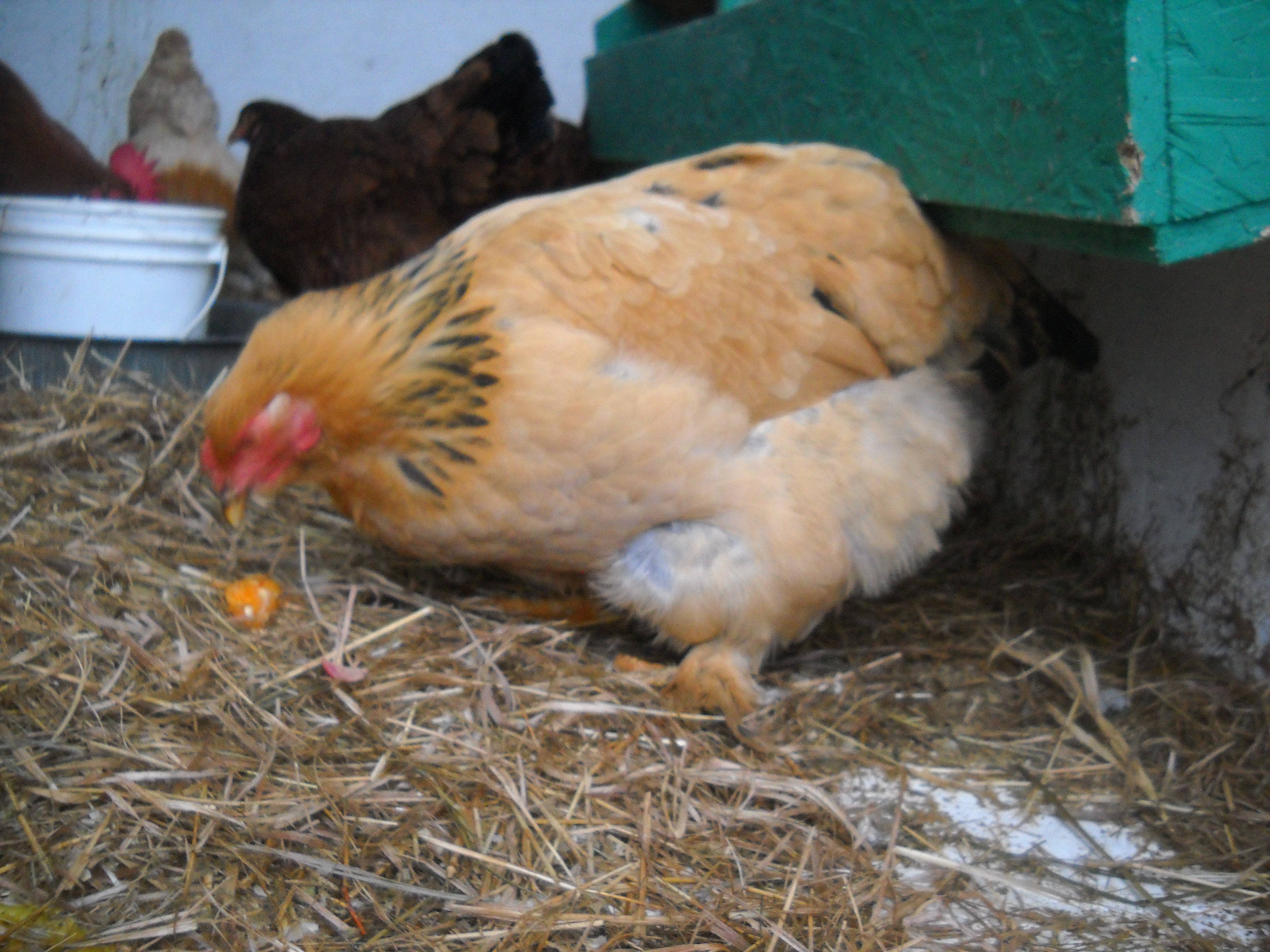 Buff Brahma pullet