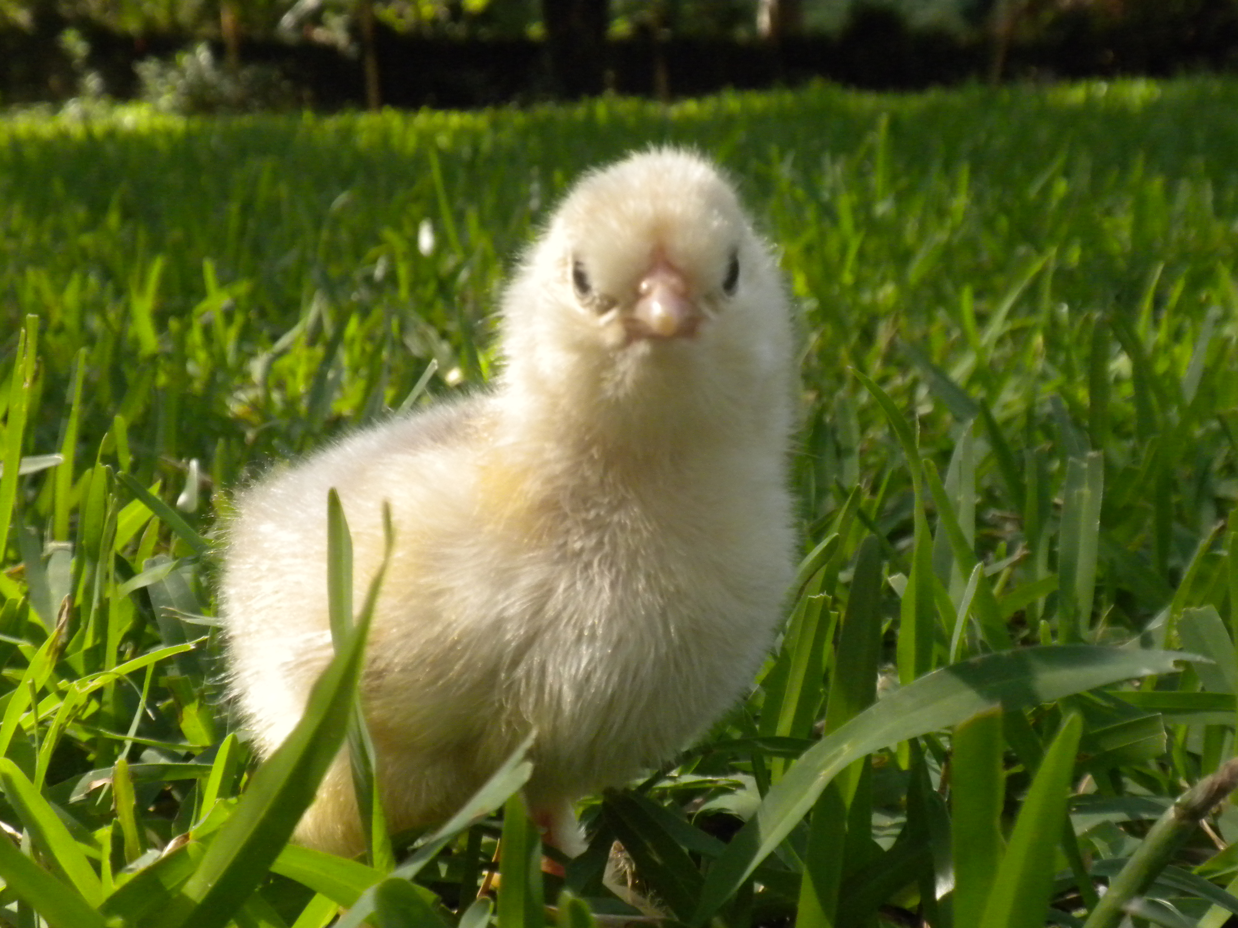 Buff Brahma (purchased egg)