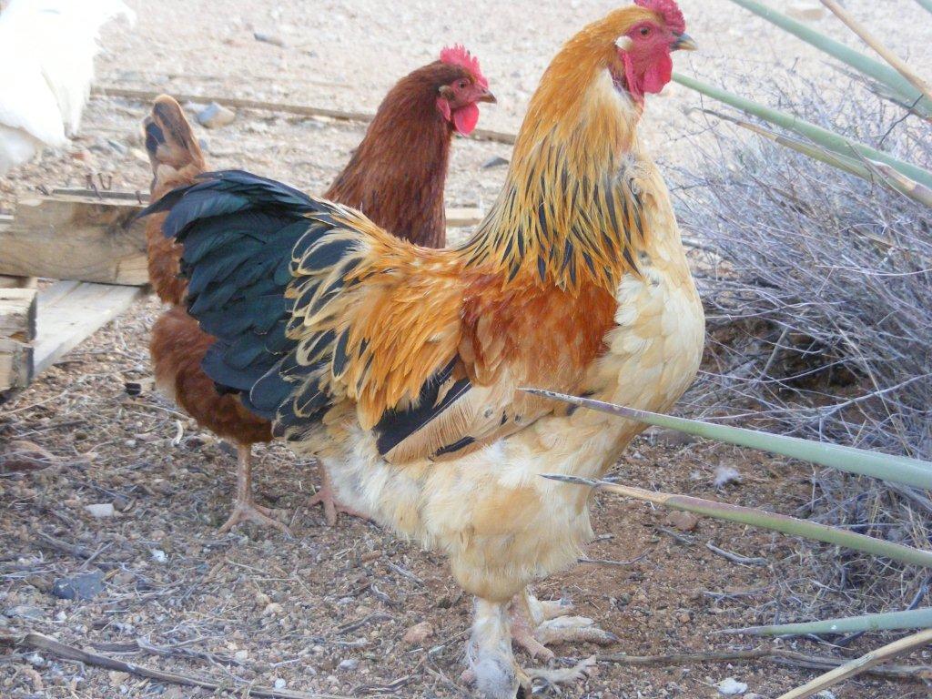 Buff Brahma rooster