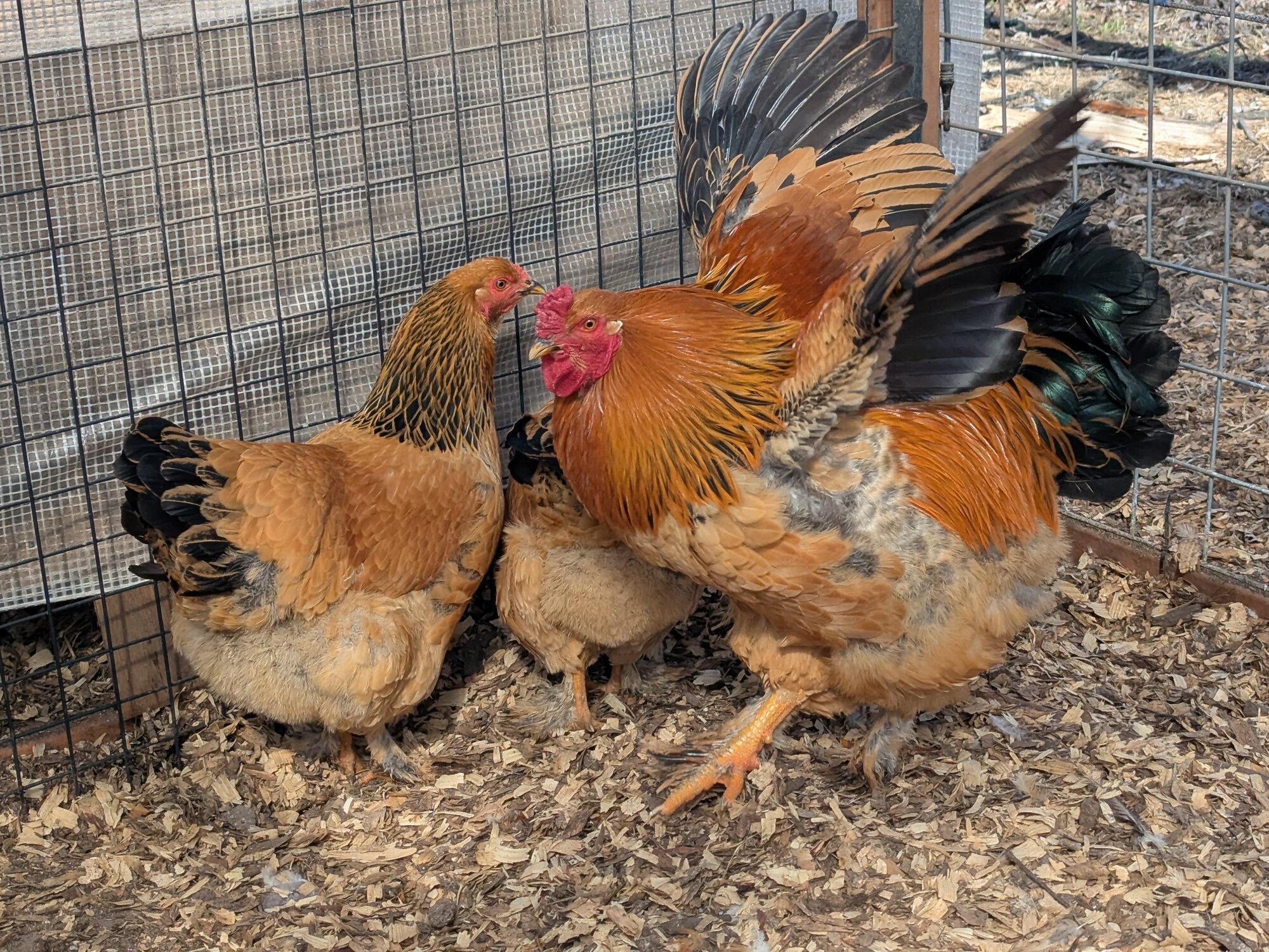 Buff Brahmas