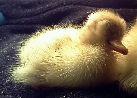 Buff Call Duckling/ 2013