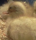 Buff Call Duckling/ Hatched early 2013