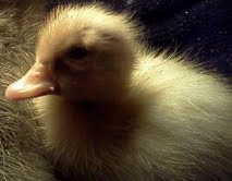 Buff Call Duckling/ Hatched early 2013