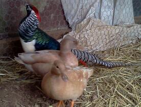 Buff Call Pair