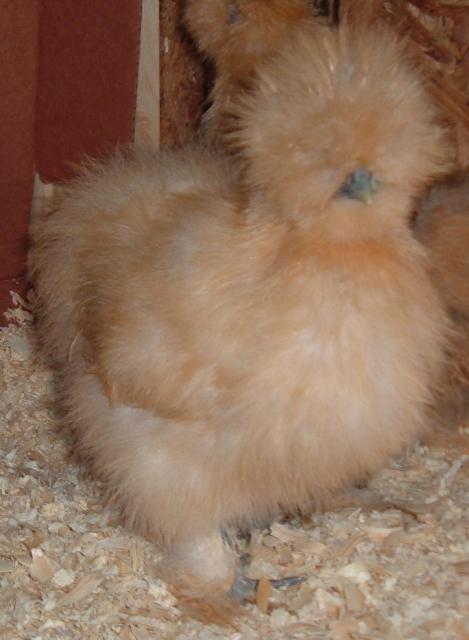 Buff chick