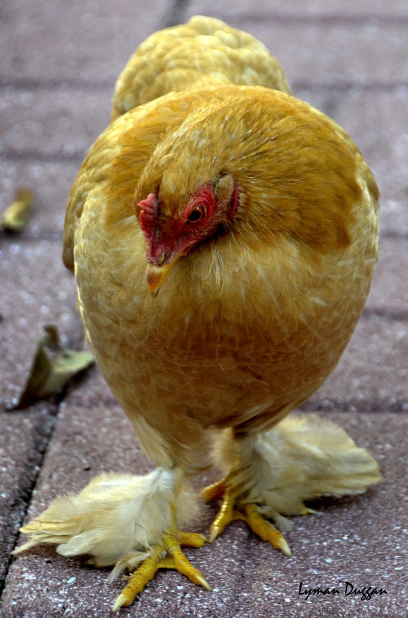 Buff Cochin Bantam
