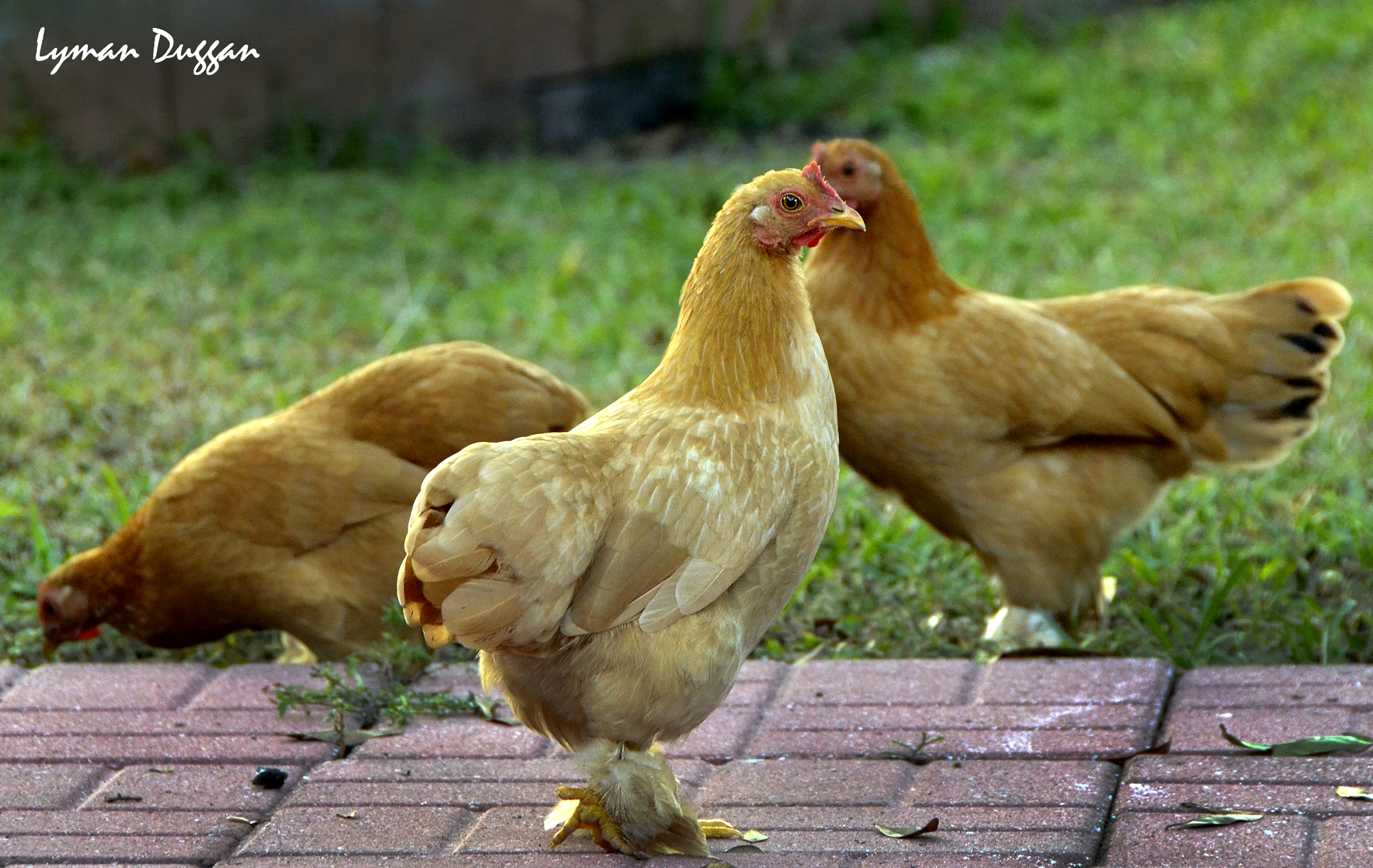 Buff Cochin Bantam
