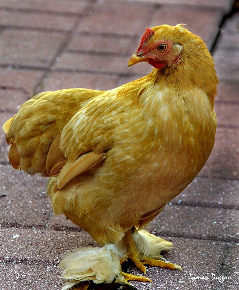 Buff Cochin Bantam