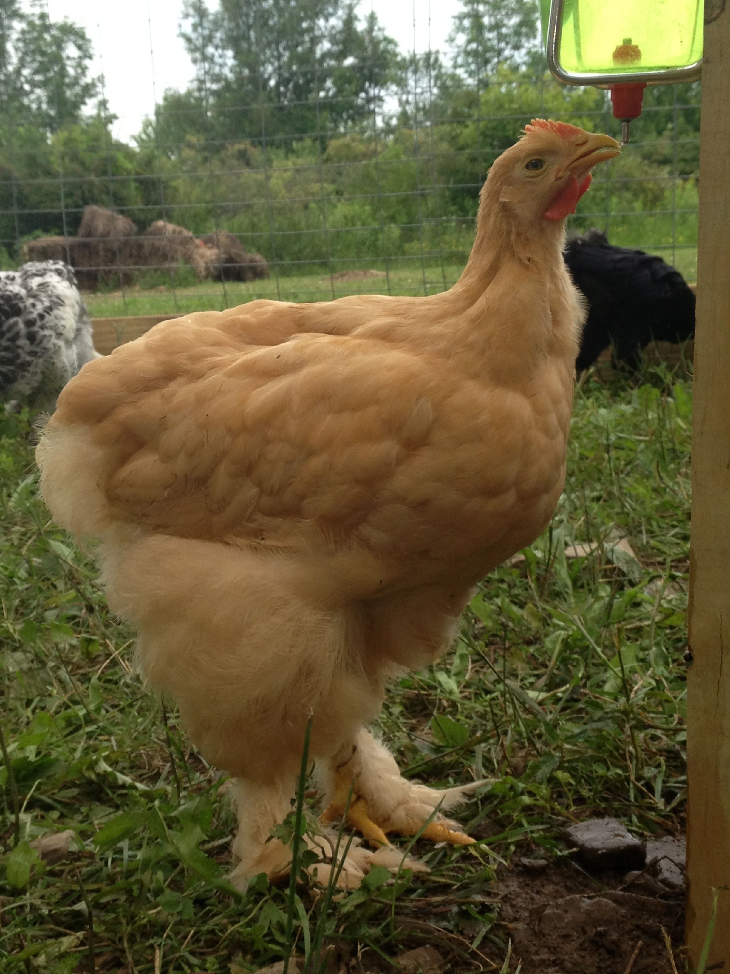 Buff Cochin Cockerel? - JD