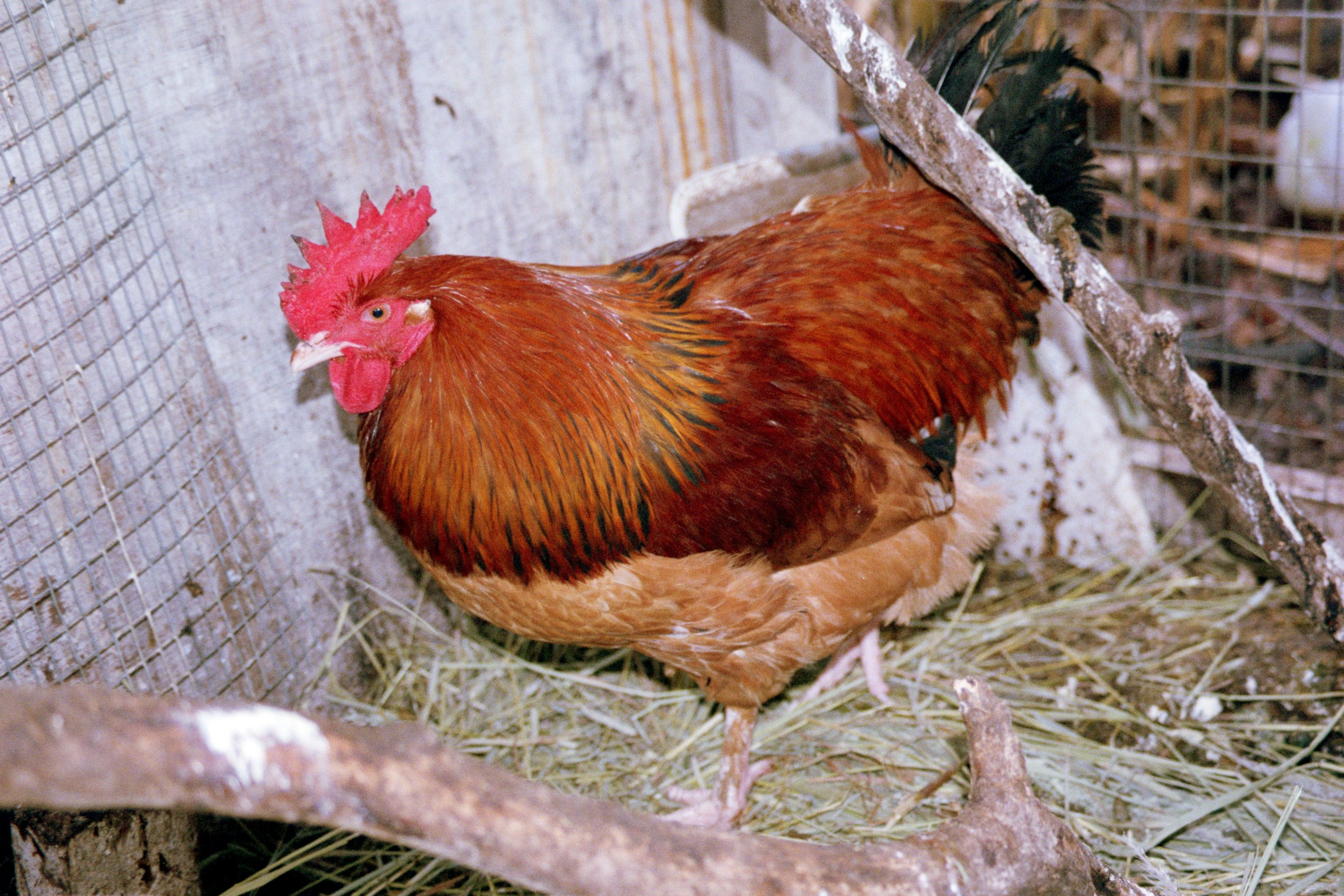 Buff Columbian Marans.    Note the black in the hackles, though it isn't as much as should be there. It is still present.  If it was devoid of any black ticking in it's hackles. It would be considered a Black Tailed Buff and not a Columbian.