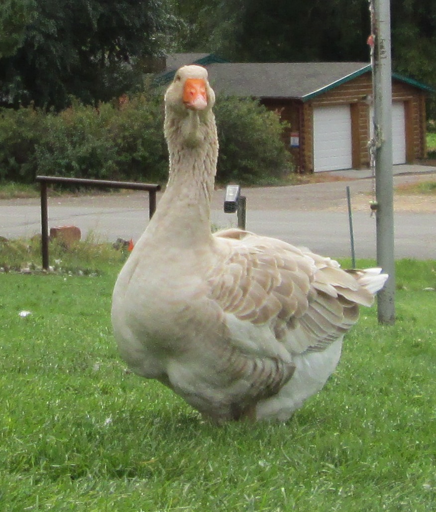 buff dewlap Toulouse  - 1.5 year old gander