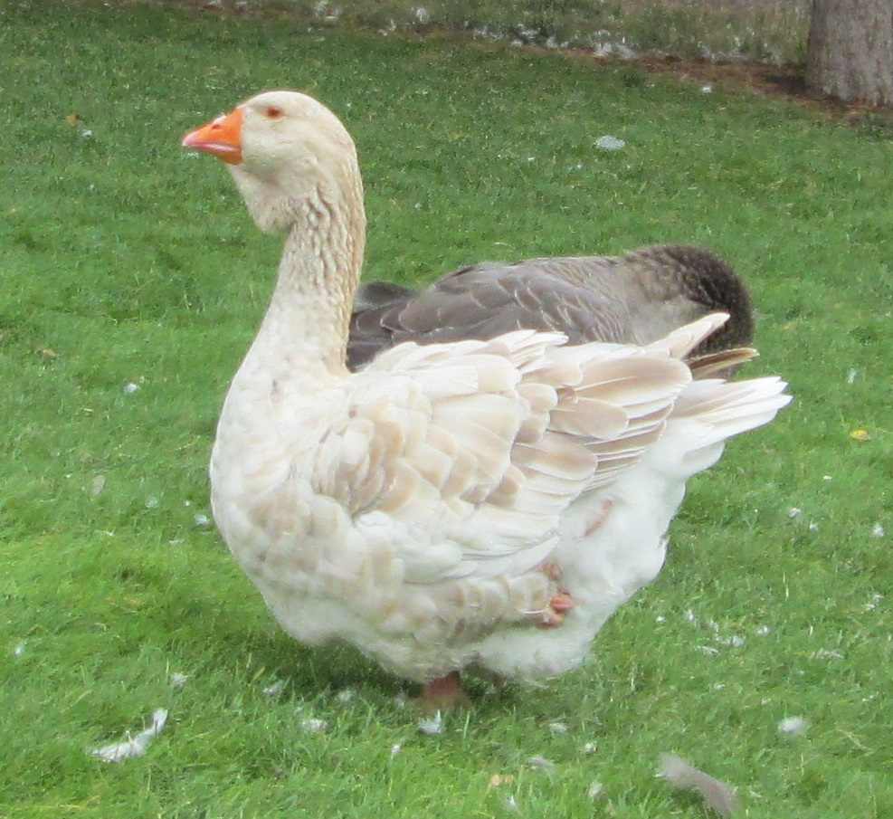 buff dewlap Toulouse - 2.5 year old gander