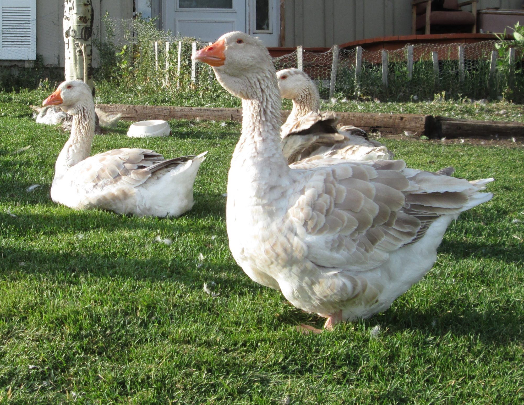 buff dewlap Toulouse geese