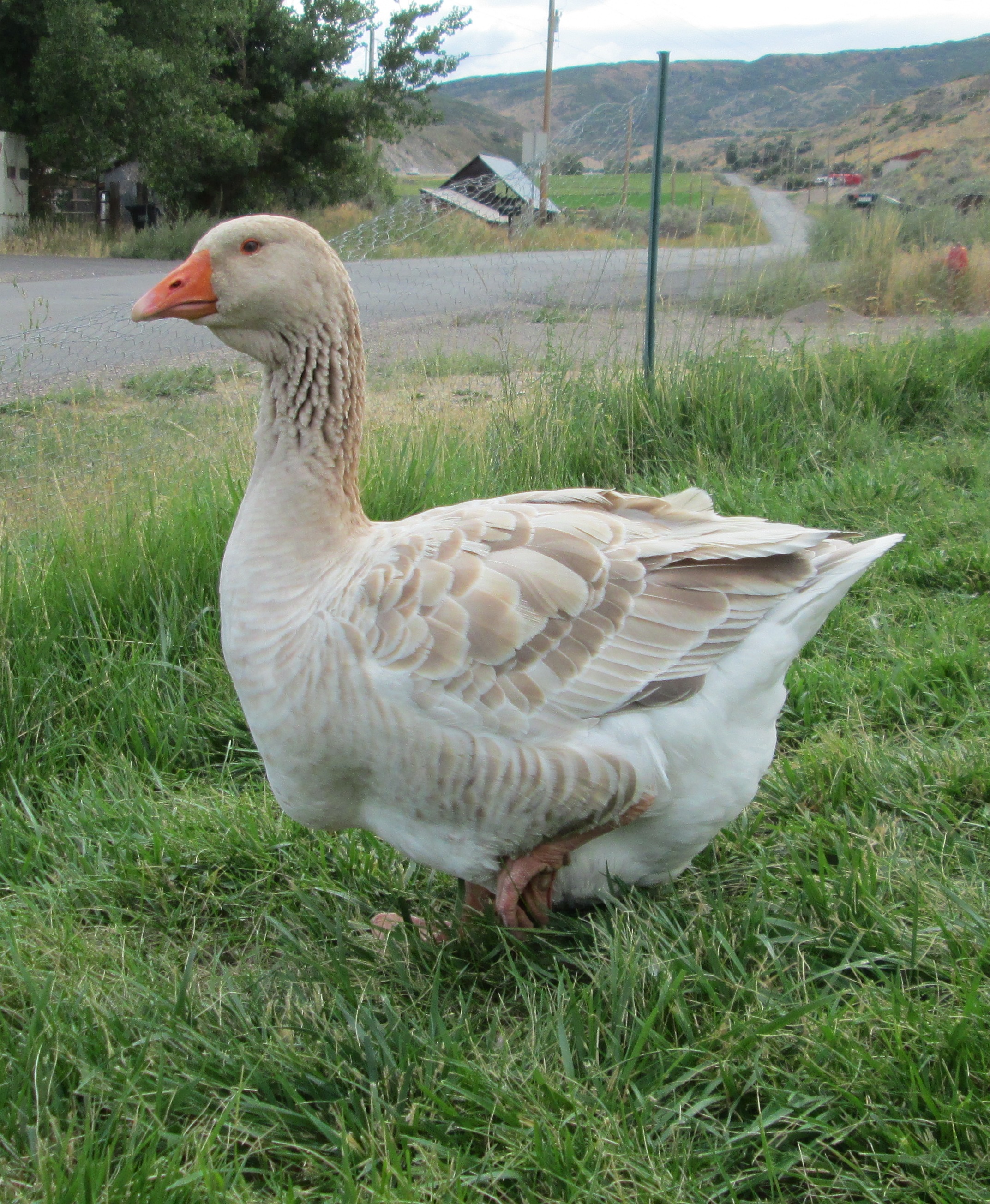 buff dewlap Toulouse goose - 1.5 year old goose