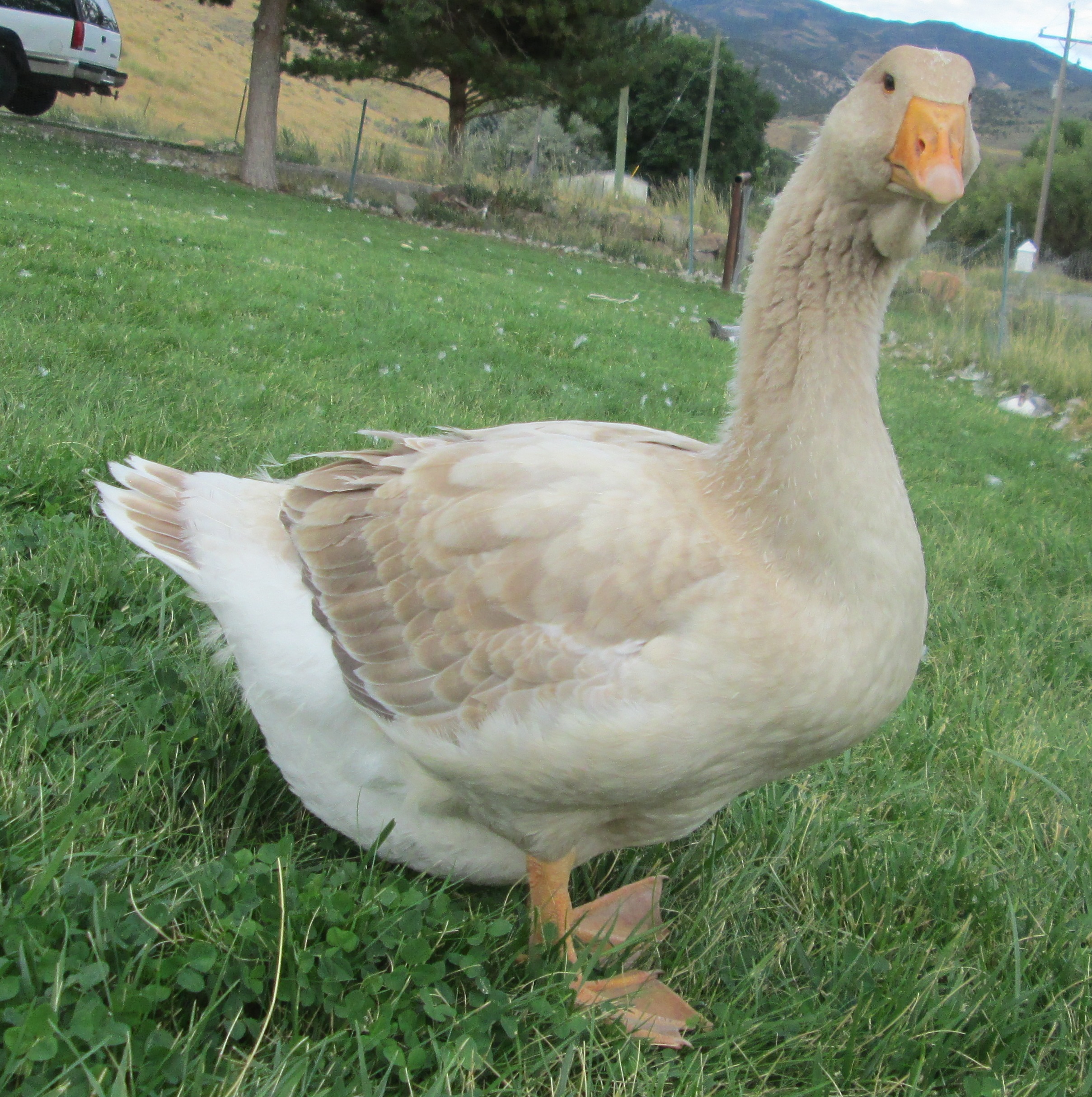 buff dewlap Toulouse goose - 2 month old goose