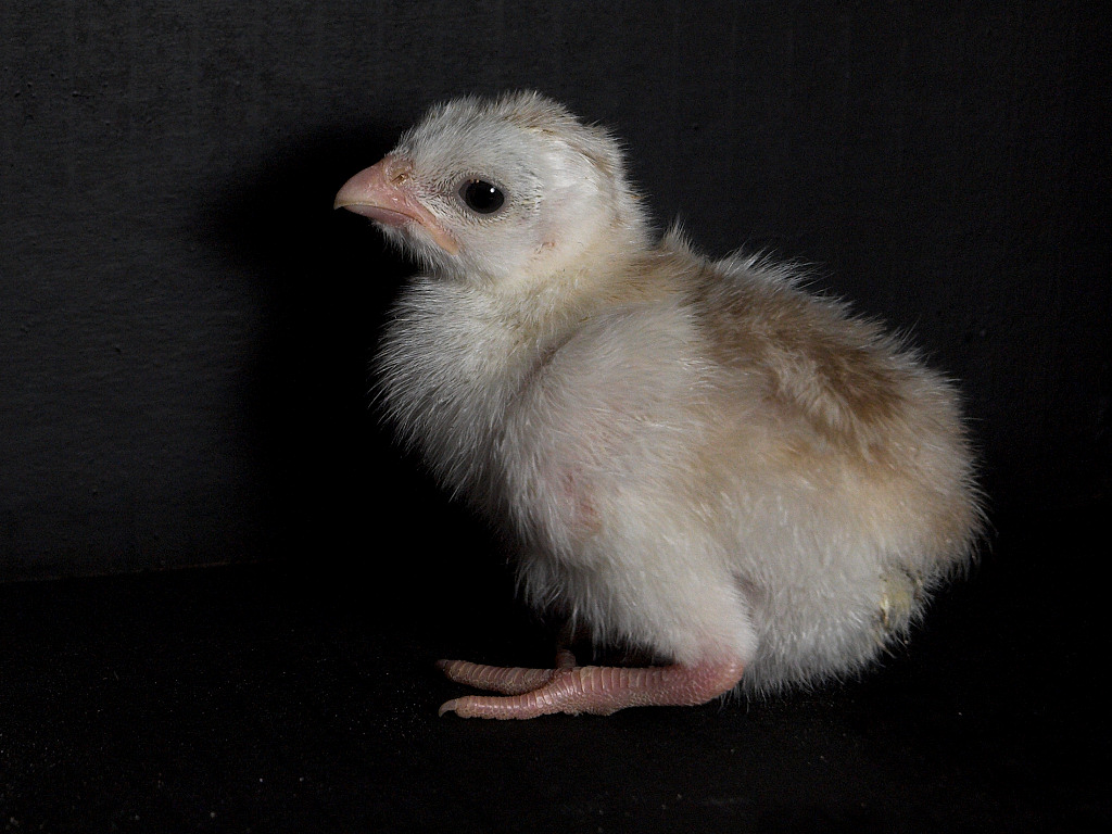 Buff dundotte guinea keet
