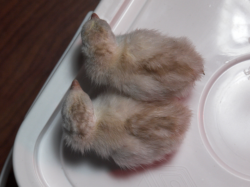 Buff dundotte guinea keet