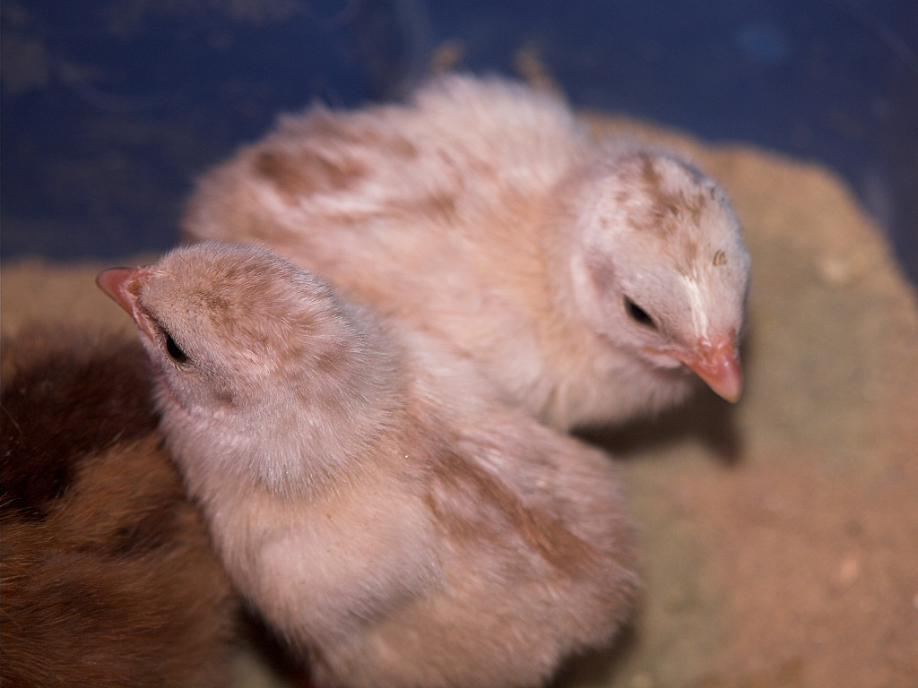 Buff Dundotte guinea keets