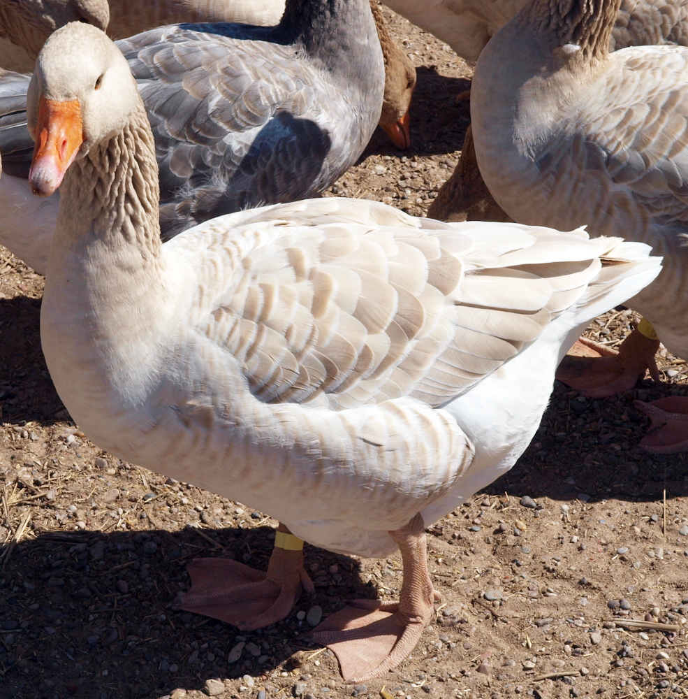 Buff goose