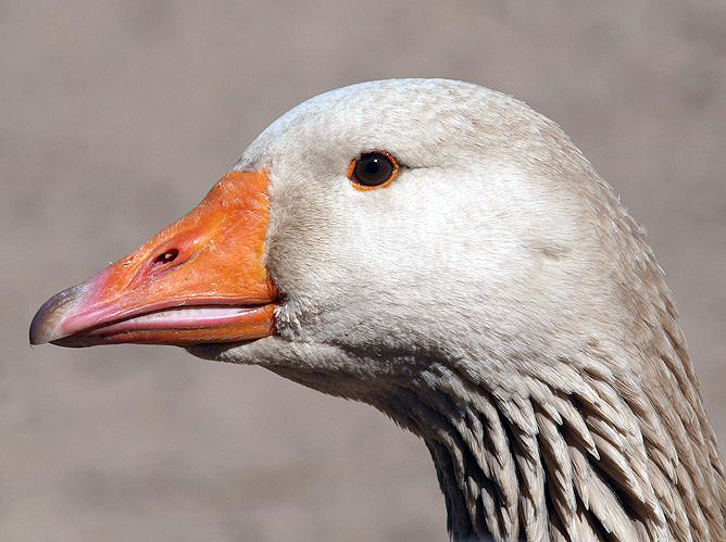 Buff goose