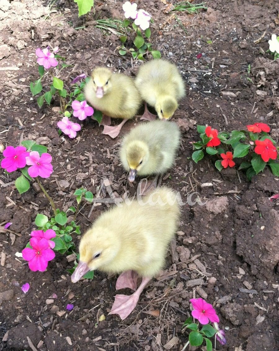 Buff gosling in the front. Female pilgrim in the middle and two male pilgrims in the back.