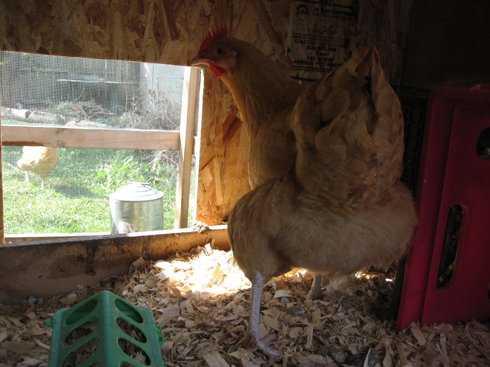 Buff Hen
